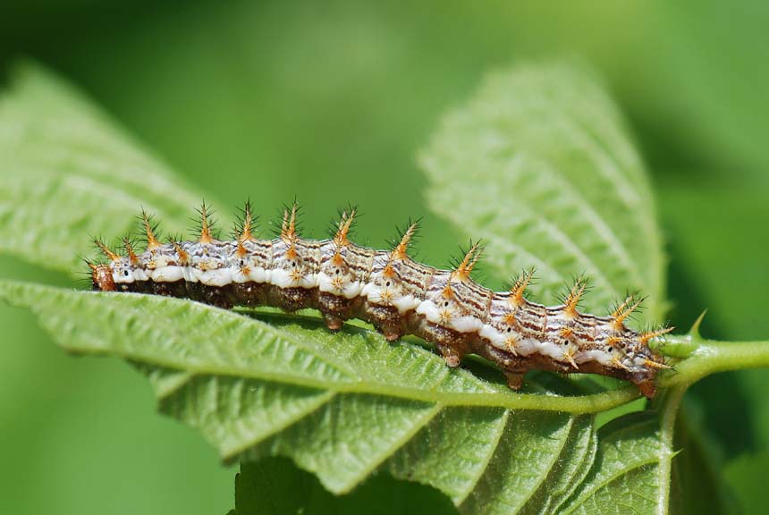 Bruco su rovo da identificare - Brenthis sp.